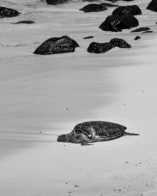 沙滩上的海龟