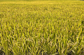 水稻