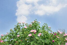 蓝天下的芙蓉花