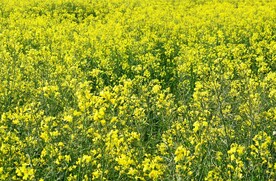 油菜花海