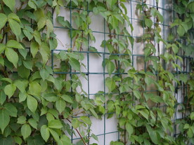 墙面藤蔓