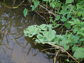 水面植物