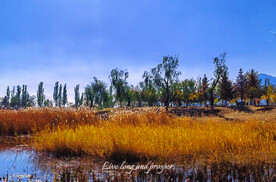 秋天芦苇荡背景