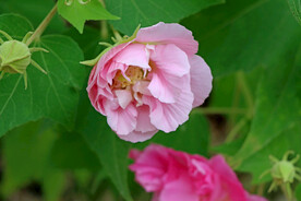 粉色木芙蓉花