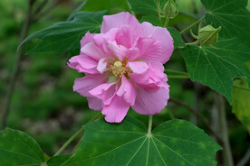 粉色木芙蓉花