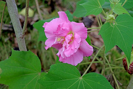 粉色木芙蓉花