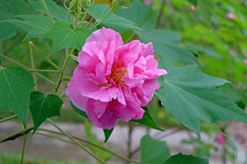 粉色木芙蓉花