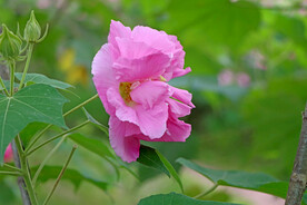 粉色木芙蓉花