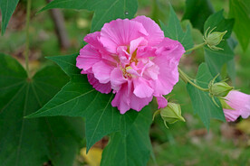 粉色木芙蓉花