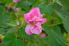 粉色木芙蓉花