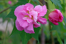 粉色木芙蓉花