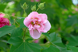 粉色木芙蓉花