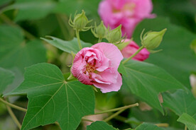 粉色木芙蓉花