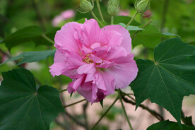 粉色木芙蓉花