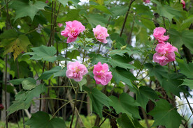 粉色木芙蓉花
