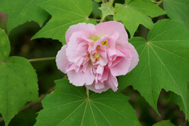 粉色木芙蓉花