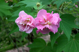 粉色木芙蓉花