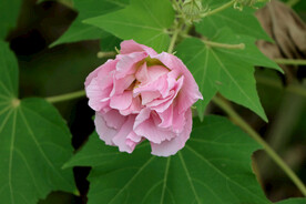 粉色木芙蓉花