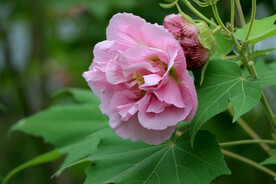 粉色木芙蓉花