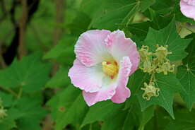 粉色木芙蓉花