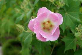 粉色木芙蓉花