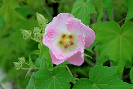 粉色木芙蓉花