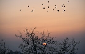 飞鸟和日出