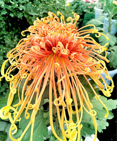 植物 花木 菊花 寿客 金英 