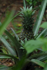 菠萝植物
