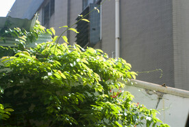 水君子树丛绿叶