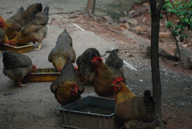 土鸡养殖