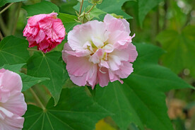 粉色木芙蓉花