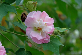 粉色木芙蓉花