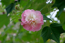 粉色木芙蓉花