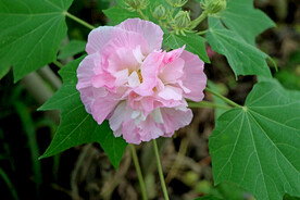 粉色木芙蓉花