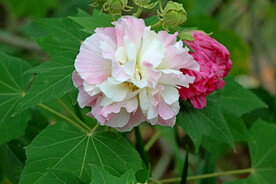 粉色木芙蓉花