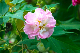 粉色木芙蓉花