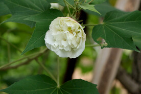 白色木芙蓉花