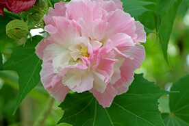 粉色木芙蓉花