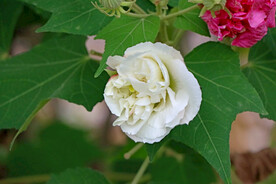 白色木芙蓉花