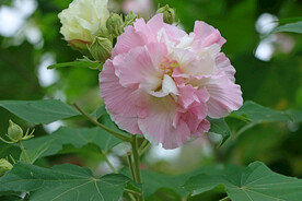 粉色木芙蓉花