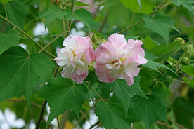 粉色木芙蓉花