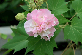 粉色木芙蓉花
