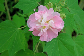 粉色木芙蓉花