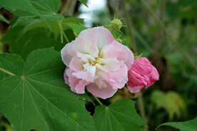 粉色木芙蓉花