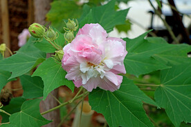 粉色木芙蓉花