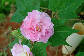 粉色木芙蓉花