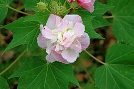 粉色木芙蓉花