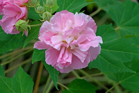 粉色木芙蓉花