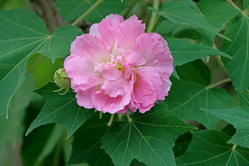 粉色木芙蓉花